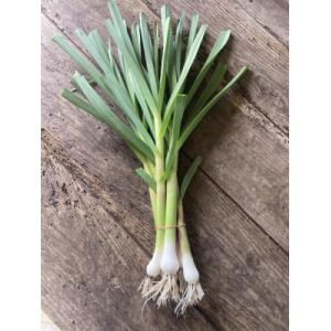 Généreuse botte d'aillet