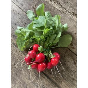 Botte de radis ronds roses