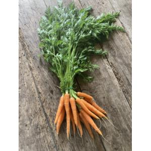 Botte carottes primeurs