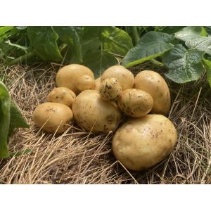 Pommes de terre primeurs