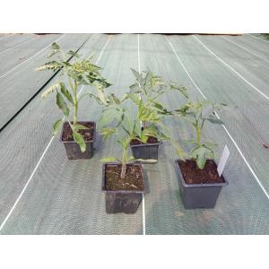 Plant de tomate - san marzano
