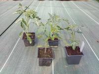 Plant de tomates - black maury (maison)