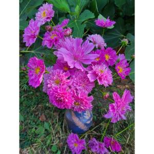 Plant fleur cosmos rose double click