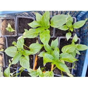 Plant piment peu fort