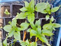 Plant piment trés fort