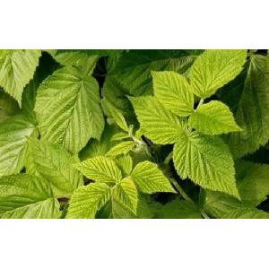 Framboisier feuille fraiche