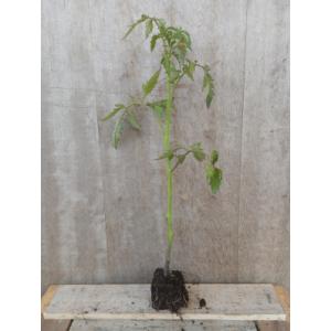 Tomate coeur de boeuf plant - unité