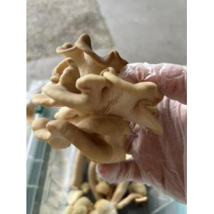 Pleurote coréen / pleurotus spodoleucus