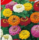 Zinnia