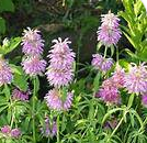 Monarde citron