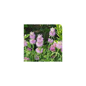 Monarde citron
