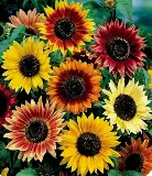 Tournesol