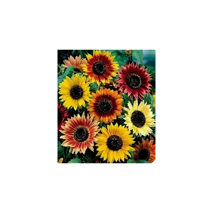 Tournesol