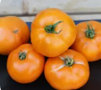 Tomates tangerines
