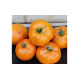 Tomates tangerines