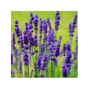 Hydrolat lavande vraie bio (lavandula angusti