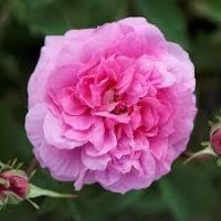 Hydrolat rose bio (rosa damascena