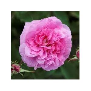 Hydrolat rose bio (rosa damascena