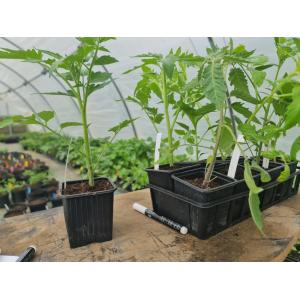 Kit - 4 tomates rouges charnues - bio