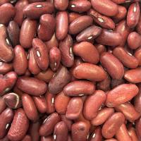 Haricot rouge