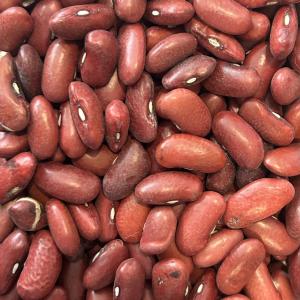 Haricot rouge
