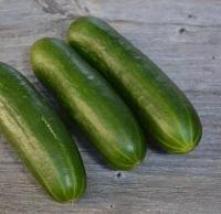 Plant concombre - palestinien