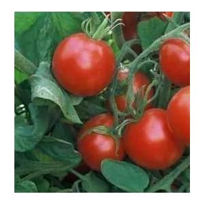 Plant tomate - précoce glacier