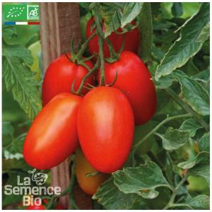 Plant tomate cerise-prince borghese (sechage)