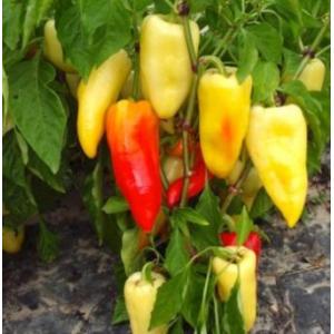 Plant poivron - ferenc tender