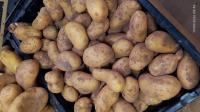 Pomme de terre nouvelle