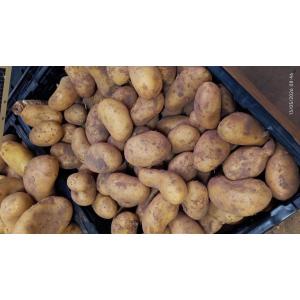 Pomme de terre nouvelle
