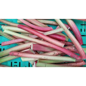 Rhubarbe