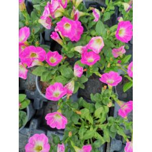Surfinia rose fluo